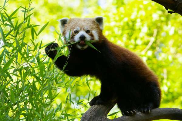 22-09-15-red-panda-day-zoo-magdeburg-thomas-rolle-scaled.jpg